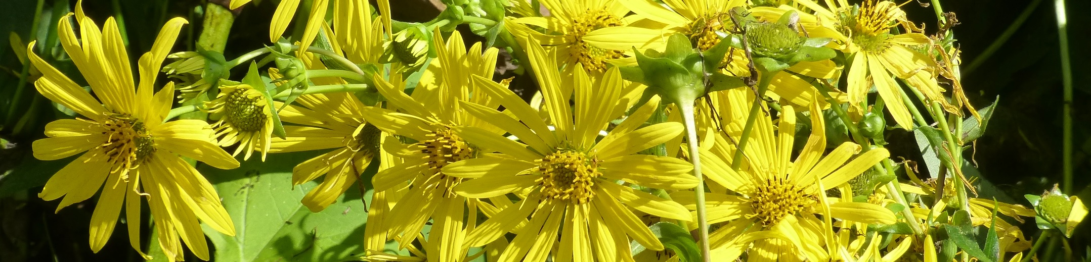 Demonstrationsprojekt Becherpflanze Oberfranken
