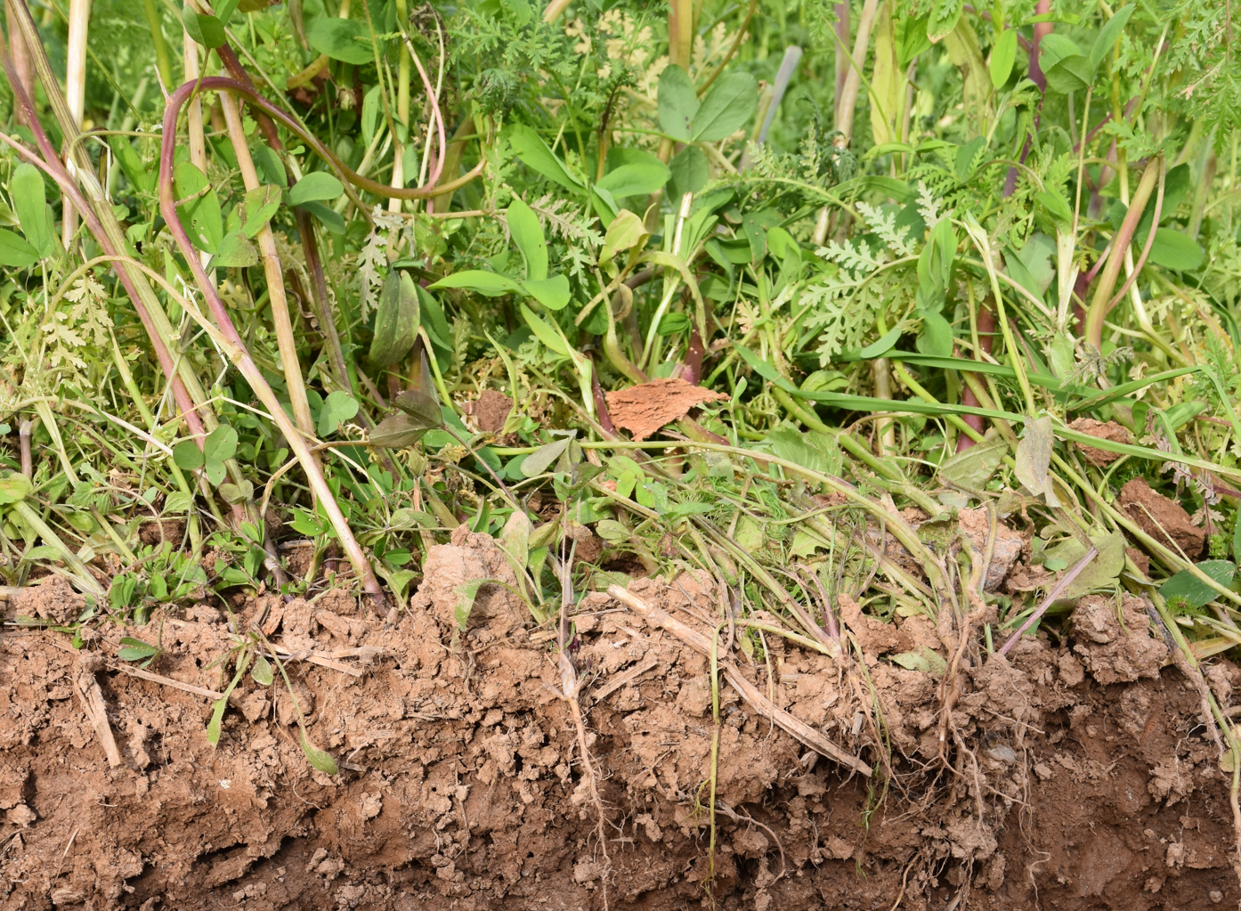 Demonstrations-Anlagen zum Zwischenfruchtanbau: Landwirt:innen erproben Verfahren um Bodenerosion zu reduzieren, Wasserinfiltration zu erhöhen und Humusgehalt zu steigern